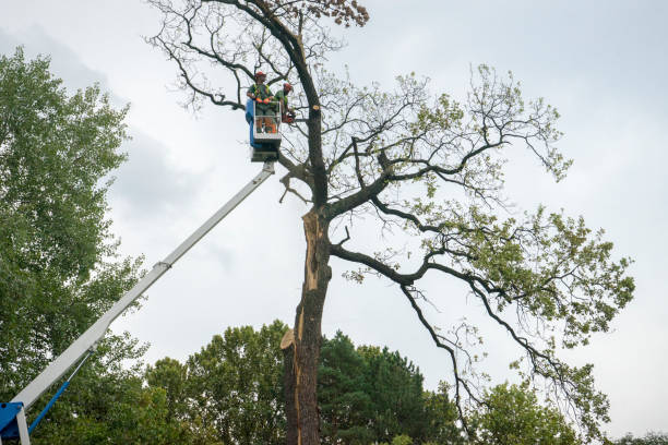 Lost Hills, CA  Tree Services Company